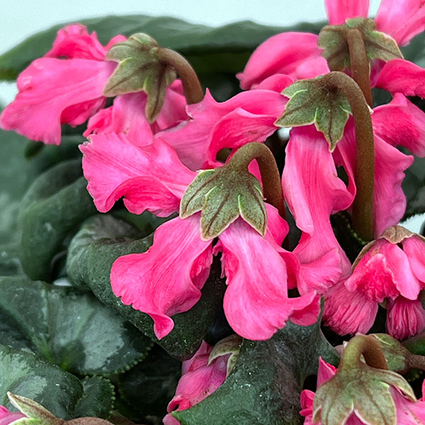 シクラメン:大内園芸さんの天使のはね ピンク系4号鉢植え