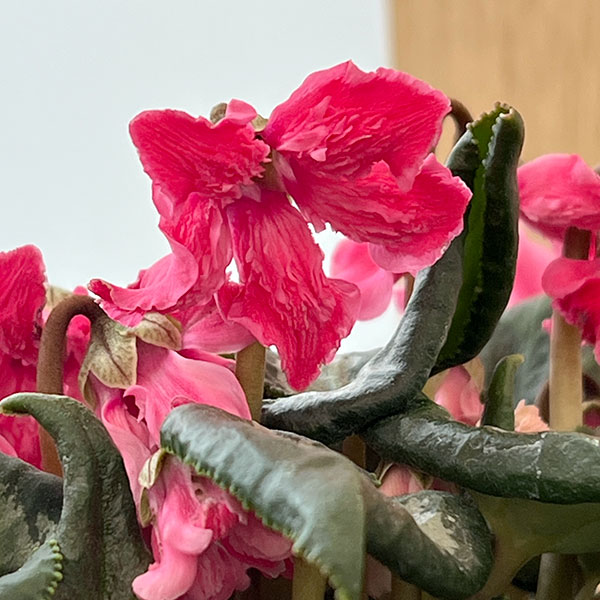 シクラメン:大内園芸さんの天使のはね ピンク系4号鉢植え