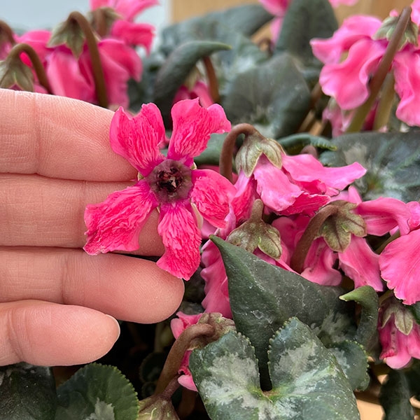 シクラメン:大内園芸さんの天使のはね ピンク系4号鉢植え