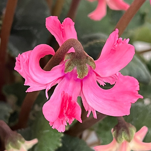 シクラメン:大内園芸さんの天使のはね ピンク系4号鉢植え
