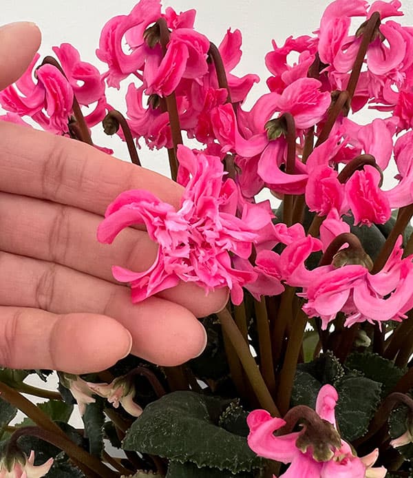 シクラメン:大内園芸さんの天使のはね ピンク系4号鉢植え