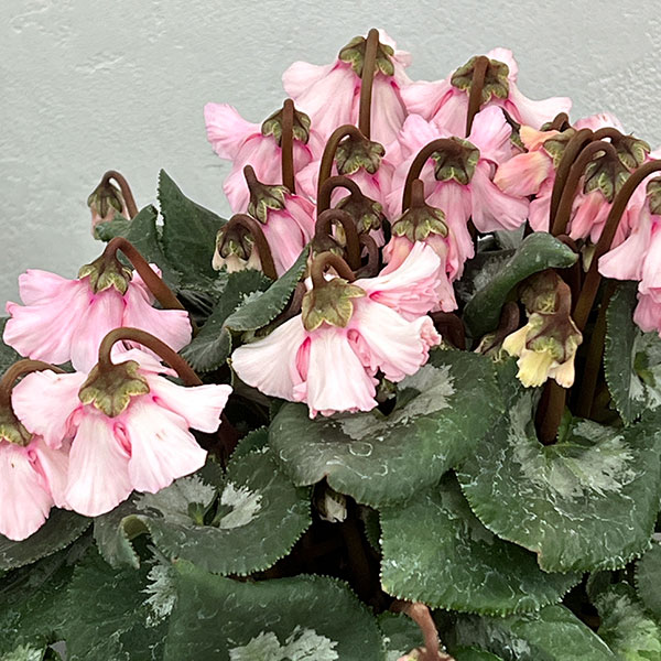 シクラメン:大内園芸さんの天使のはね ピンク系4号鉢植え