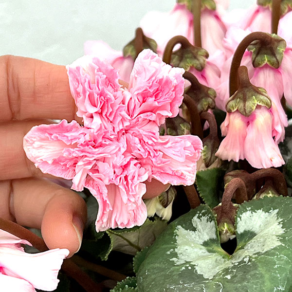 シクラメン:大内園芸さんの天使のはね ピンク系4号鉢植え