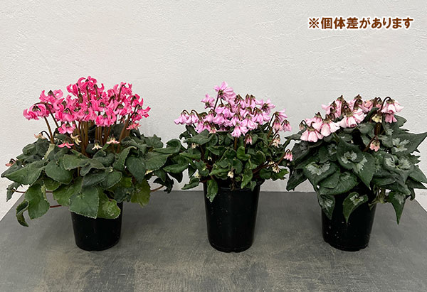 シクラメン:大内園芸さんの天使のはね ピンク系4号鉢植え