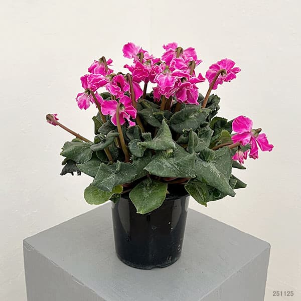 シクラメン：大内園芸さんの天使のはね　パープル系4号鉢植え