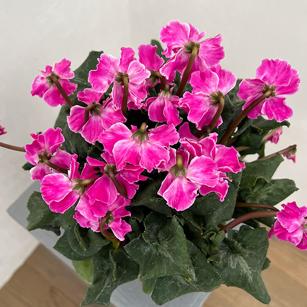 シクラメン：大内園芸さんの天使のはね　パープル系4号鉢植え