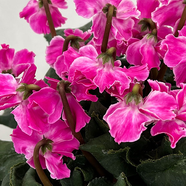 シクラメン：大内園芸さんの天使のはね　パープル系4号鉢植え