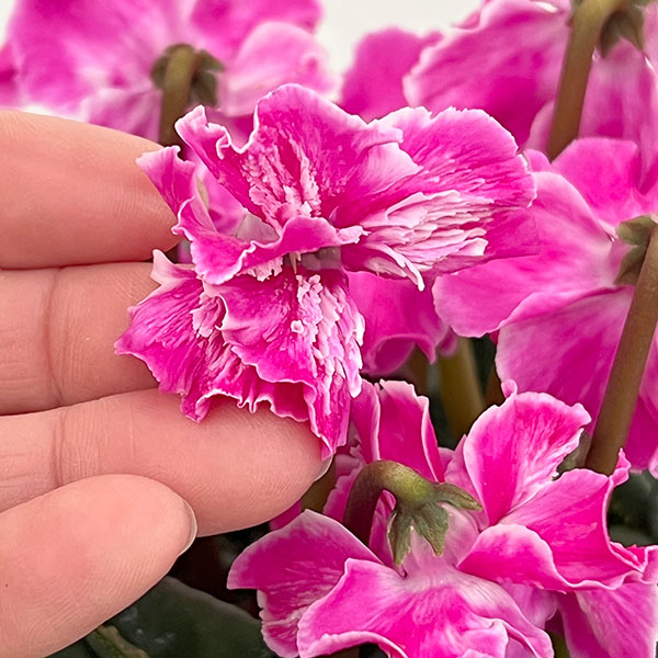 シクラメン：大内園芸さんの天使のはね　パープル系4号鉢植え