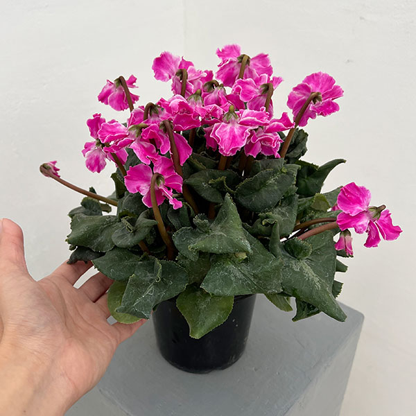 シクラメン：大内園芸さんの天使のはね　パープル系4号鉢植え