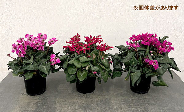 シクラメン：大内園芸さんの天使のはね　パープル系4号鉢植え