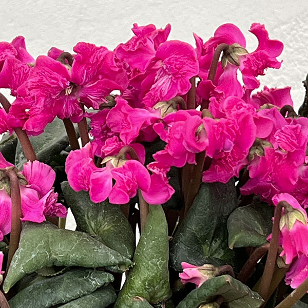 シクラメン：大内園芸さんの天使のはね　パープル系4号鉢植え