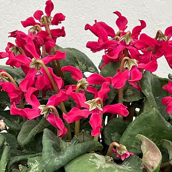 シクラメン：大内園芸さんの天使のはね　パープル系4号鉢植え