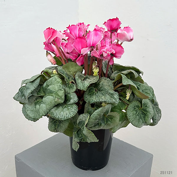 シクラメン：プリンセス　マリアージュ（ローズ系）4号鉢植え