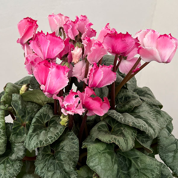 シクラメン：プリンセス　マリアージュ（ローズ系）4号鉢植え