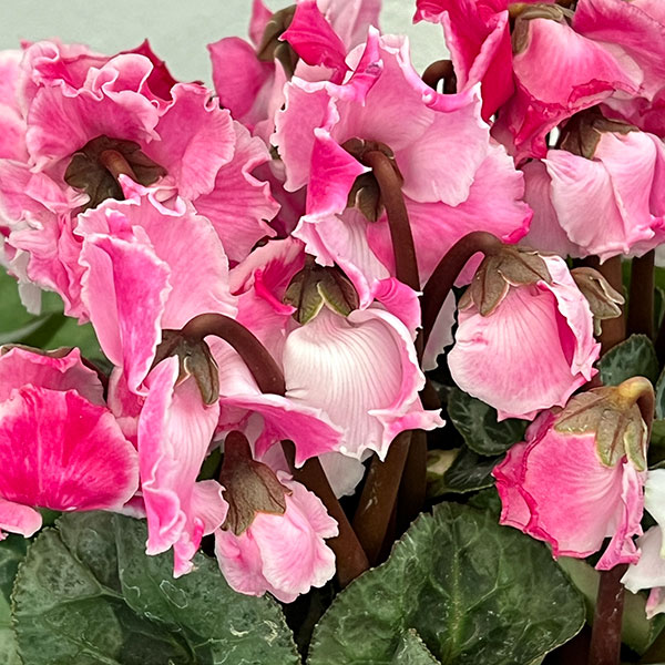 シクラメン：プリンセス　マリアージュ（ローズ系）4号鉢植え