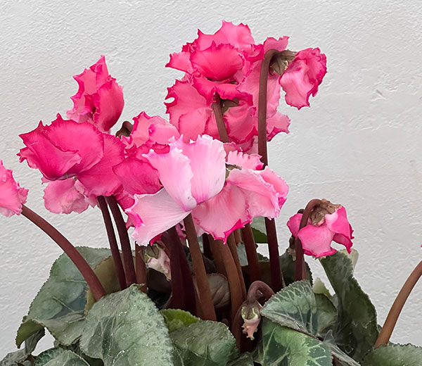 シクラメン：プリンセス　マリアージュ（ローズ系）4号鉢植え