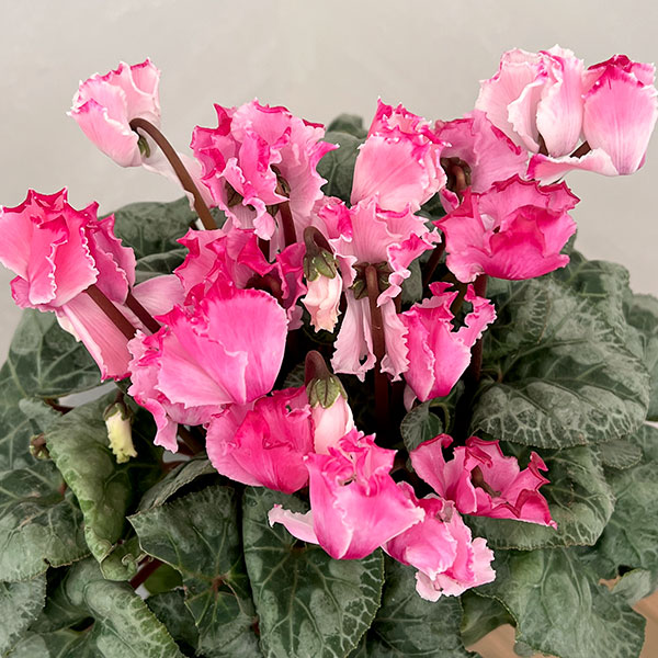 シクラメン：プリンセス　マリアージュ（ローズ系）4号鉢植え