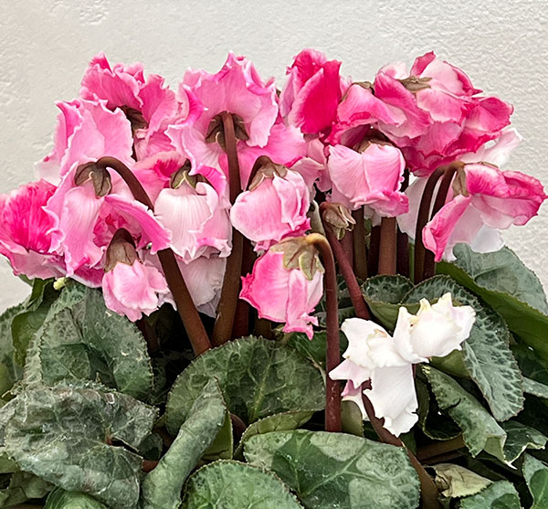 シクラメン：プリンセス　マリアージュ（ローズ系）4号鉢植え