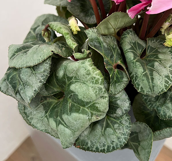 シクラメン：プリンセス　マリアージュ（ローズ系）4号鉢植え