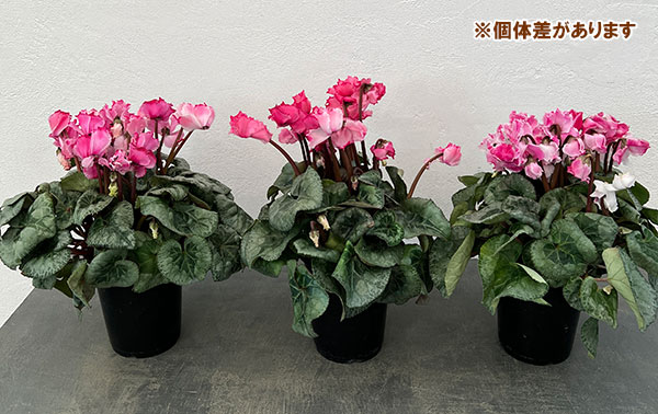 シクラメン：プリンセス　マリアージュ（ローズ系）4号鉢植え