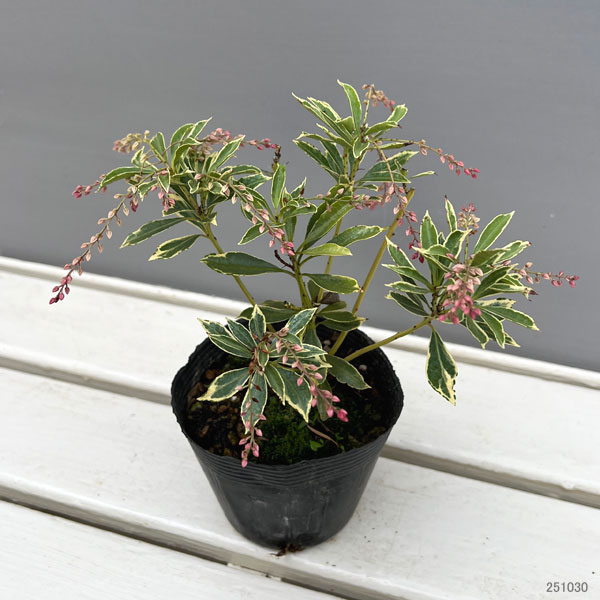アセビ（馬酔木）：パッションフロスト3.5号ポット
