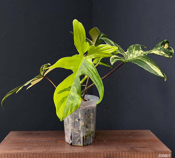 フィロデンドロン:フロリダビューティー 4号ネガミエル植え