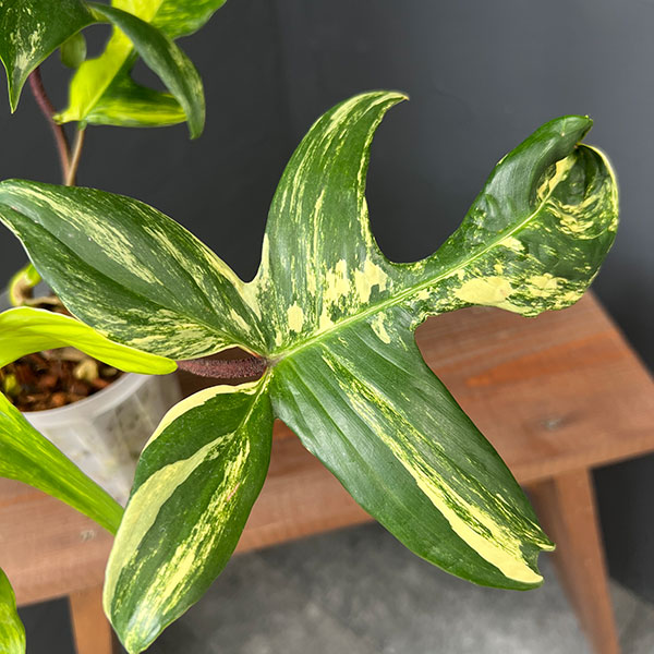 フィロデンドロン:フロリダビューティー 4号ネガミエル植え