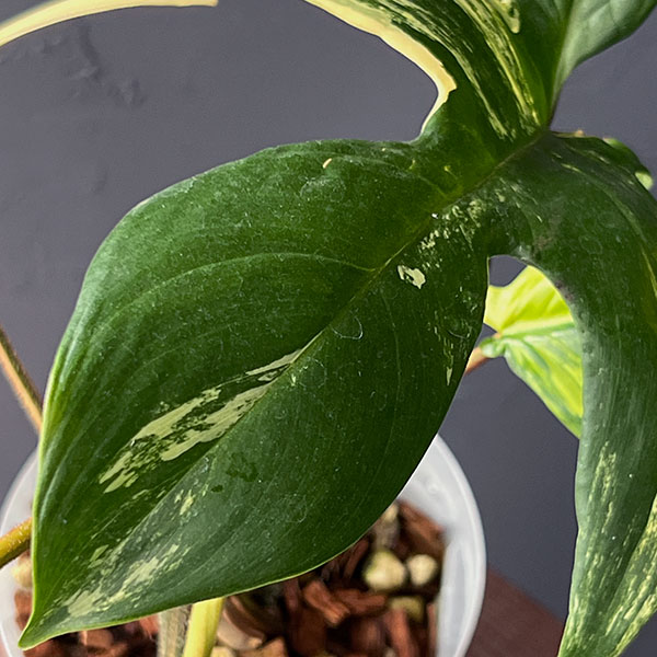 フィロデンドロン:フロリダビューティー 4号ネガミエル植え