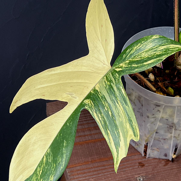 フィロデンドロン:フロリダビューティー 4号ネガミエル植え