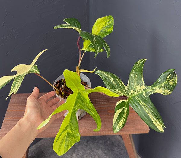 フィロデンドロン:フロリダビューティー 4号ネガミエル植え