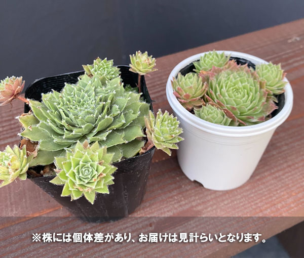 センペルビウム：かわいいセット（バニラシフォン＆ギャラクシースター）2.5号