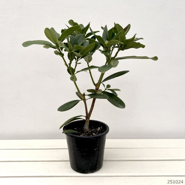 シャクナゲ（石楠花）：紅富士（ベニフジ）5号鉢植え