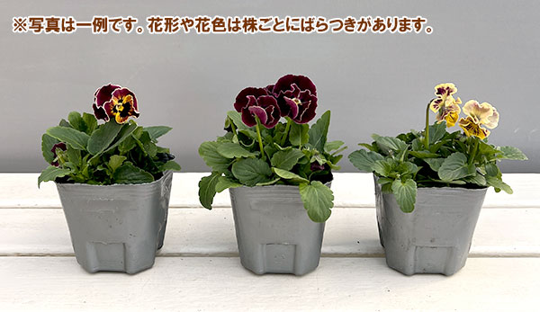 [送料無料]春待ちビオラ　MSKガーデン小輪フリンジパンジー：ミューズ　スカーレットバイカラーアソート3号ポット 12株セット