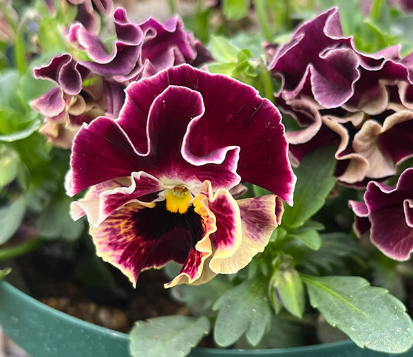 春待ちビオラ　MSKガーデン小輪フリンジパンジー：ミューズ　スカーレットバイカラーアソート3号ポット