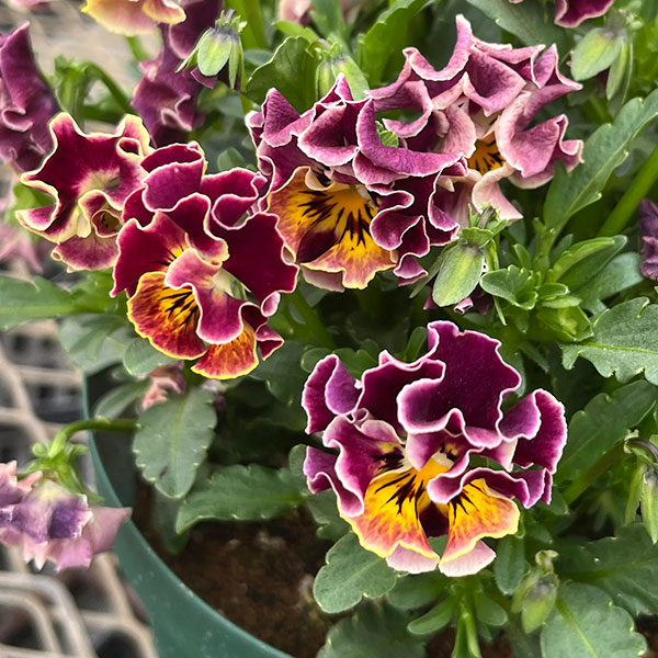 春待ちビオラ　MSKガーデン小輪フリンジパンジー：ミューズ　スカーレットバイカラーアソート3号ポット