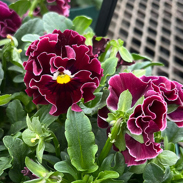 春待ちビオラ　MSKガーデン小輪フリンジパンジー：ミューズ　スカーレットバイカラーアソート3号ポット