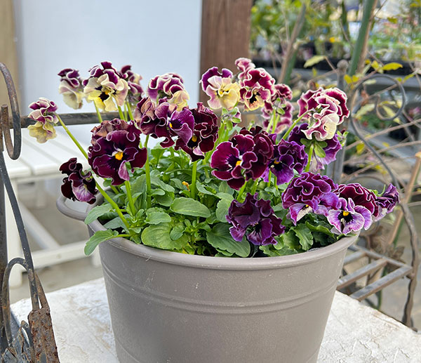 春待ちビオラ　MSKガーデン小輪フリンジパンジー：ミューズ　スカーレットバイカラーアソート3号ポット