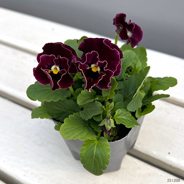 [送料無料]春待ちビオラ　MSKガーデン小輪フリンジパンジー：ミューズ　スカーレットバイカラーアソート3号ポット 12株セット