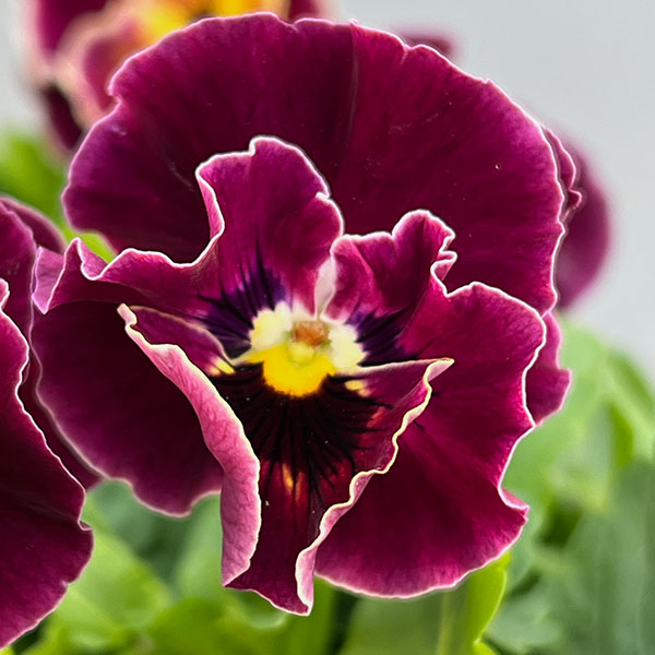 [送料無料]春待ちビオラ　MSKガーデン小輪フリンジパンジー：ミューズ　スカーレットバイカラーアソート3号ポット 12株セット