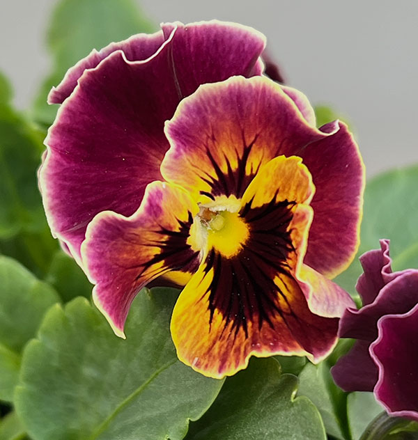 [送料無料]春待ちビオラ　MSKガーデン小輪フリンジパンジー：ミューズ　スカーレットバイカラーアソート3号ポット 12株セット