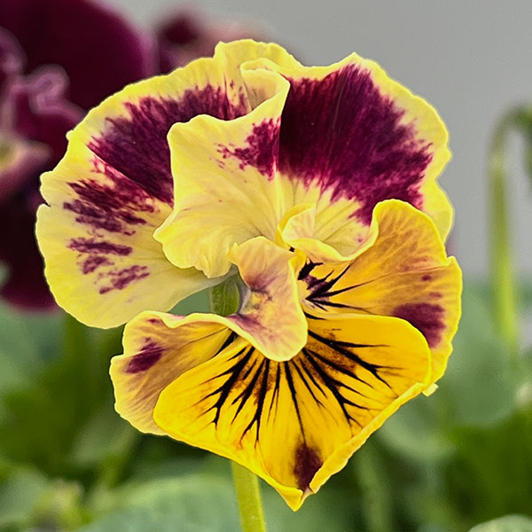 [送料無料]春待ちビオラ　MSKガーデン小輪フリンジパンジー：ミューズ　スカーレットバイカラーアソート3号ポット 12株セット