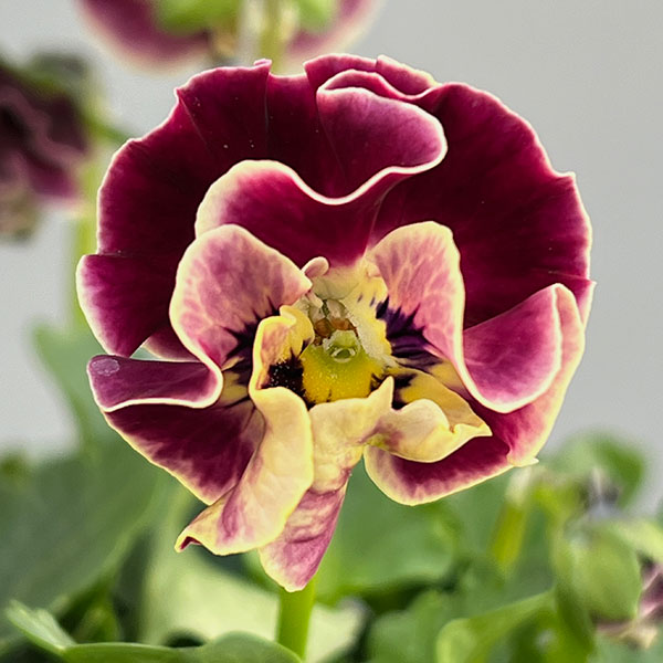 [送料無料]春待ちビオラ　MSKガーデン小輪フリンジパンジー：ミューズ　スカーレットバイカラーアソート3号ポット 12株セット