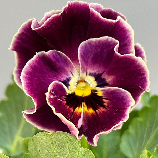 [送料無料]春待ちビオラ　MSKガーデン小輪フリンジパンジー：ミューズ　スカーレットバイカラーアソート3号ポット 12株セット