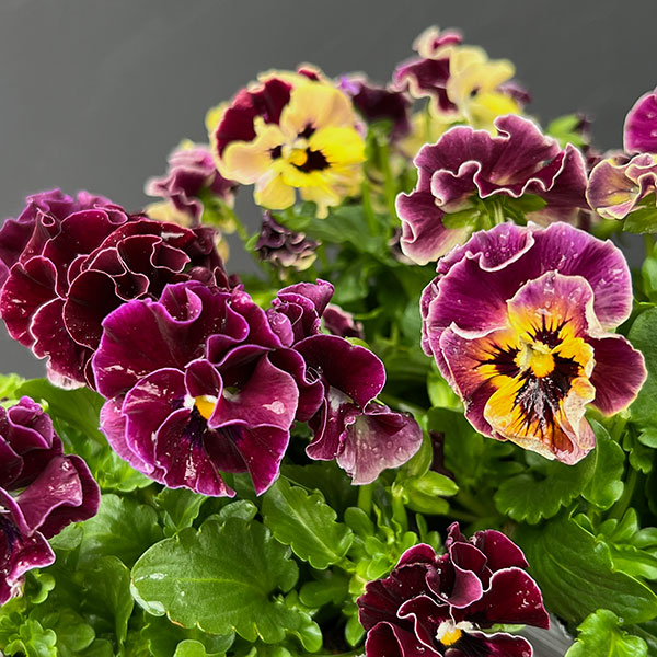 春待ちビオラ　MSKガーデン小輪フリンジパンジー：ミューズ　スカーレットバイカラーアソート3号ポット