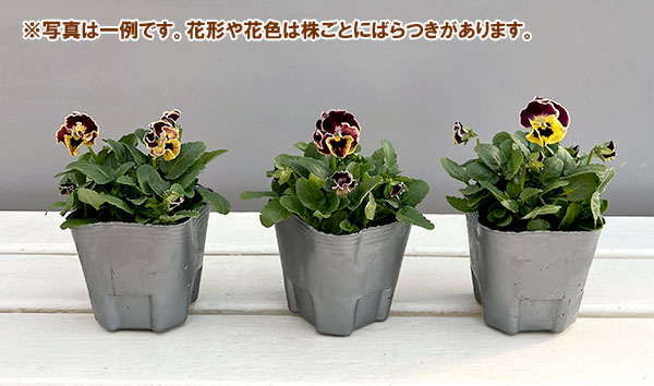 [送料無料]春待ちビオラ　MSKガーデン小輪バタフライフリンジビオラ：エンジェルウィング　イエローバイカラー3号ポット 24株セット