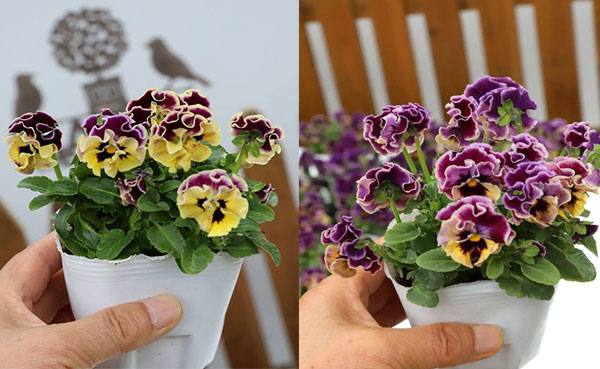 春待ちビオラ　MSKガーデン小輪バタフライフリンジビオラ：エンジェルウィング　イエローバイカラー3号ポット 3株セット