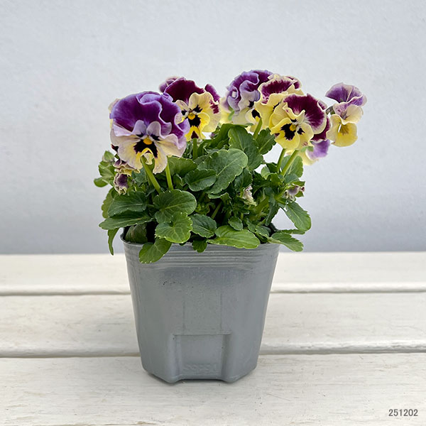 春待ちビオラ　MSKガーデン小輪バタフライフリンジビオラ：エンジェルウィング　イエローバイカラー3号ポット 3株セット