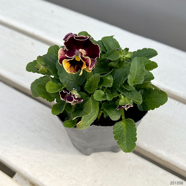 [送料無料]春待ちビオラ　MSKガーデン小輪バタフライフリンジビオラ：エンジェルウィング　イエローバイカラー3号ポット 24株セット