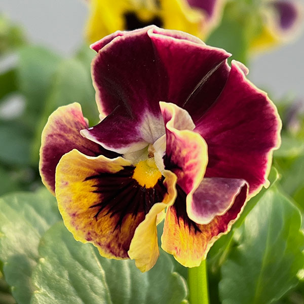 [送料無料]春待ちビオラ　MSKガーデン小輪バタフライフリンジビオラ：エンジェルウィング　イエローバイカラー3号ポット 24株セット