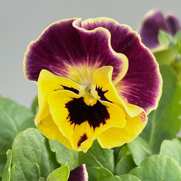 [送料無料]春待ちビオラ　MSKガーデン小輪バタフライフリンジビオラ：エンジェルウィング　イエローバイカラー3号ポット 24株セット